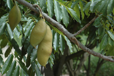 APII jpeg image of Castanospermum australe  © contact APII