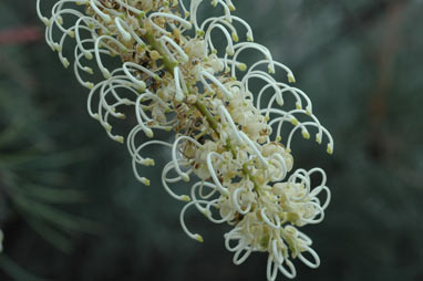 APII jpeg image of Grevillea leucopteris  © contact APII