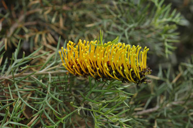 APII jpeg image of Grevillea spinosa  © contact APII