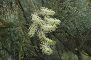 APII jpeg image of Grevillea leucopteris  © contact APII