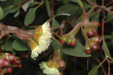 APII jpeg image of Eucalyptus nutans  © contact APII