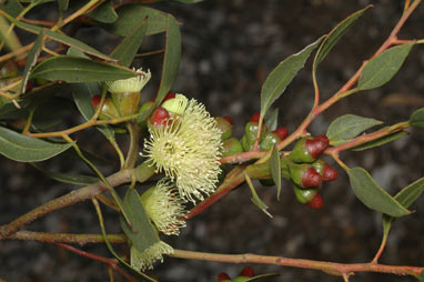 APII jpeg image of Eucalyptus nutans  © contact APII