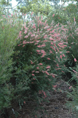 APII jpeg image of Callistemon 'Injune'  © contact APII