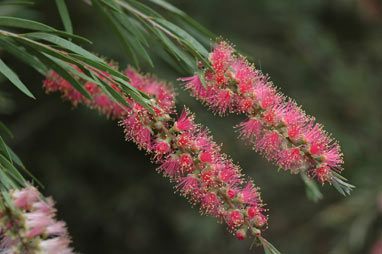 APII jpeg image of Callistemon 'Injune'  © contact APII