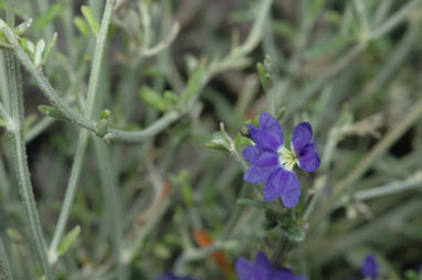 APII jpeg image of Dampiera tenuicaulis  © contact APII