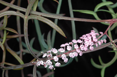 APII jpeg image of Grevillea leptobotrys  © contact APII