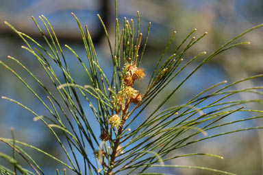 APII jpeg image of Allocasuarina torulosa  © contact APII