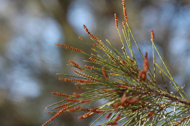 APII jpeg image of Allocasuarina zephyrea  © contact APII