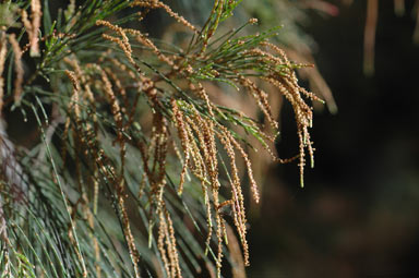 APII jpeg image of Allocasuarina torulosa  © contact APII