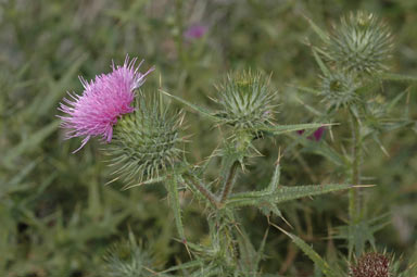 APII jpeg image of Cirsium vulgare  © contact APII