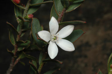 APII jpeg image of Philotheca myoporoides subsp. brevipedunculata  © contact APII