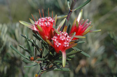 APII jpeg image of Lambertia formosa  © contact APII