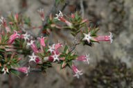 Leucopogon neoanglicus