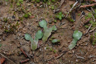 APII jpeg image of Asterella drummondii  © contact APII