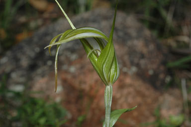 APII jpeg image of Diplodium revolutum  © contact APII