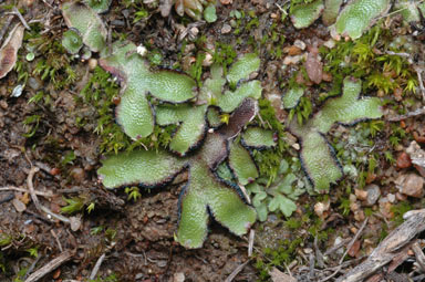 APII jpeg image of Asterella drummondii  © contact APII