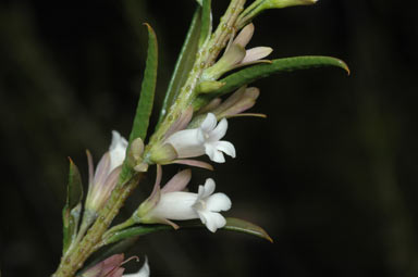 APII jpeg image of Eremophila psilocalyx  © contact APII