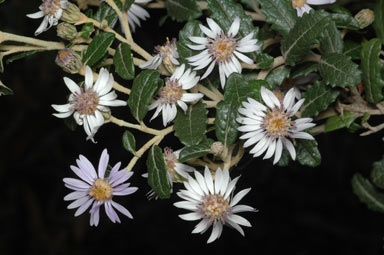 APII jpeg image of Olearia montana  © contact APII