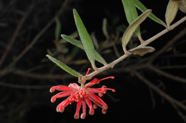 APII jpeg image of Grevillea irrasa subsp. didymochiton  © contact APII