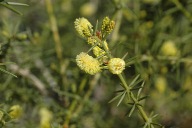 APII jpeg image of Acacia verticillata  © contact APII