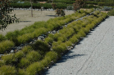 APII jpeg image of Lomandra confertifolia subsp. confertifolia  © contact APII