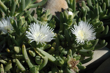 APII jpeg image of Carpobrotus rossii 'white'  © contact APII