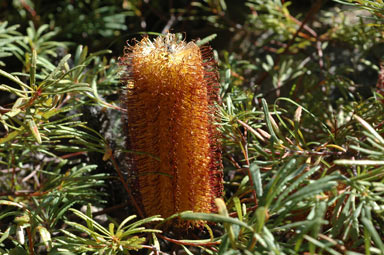 APII jpeg image of Banksia spinulosa 'Stumpy Gold'  © contact APII