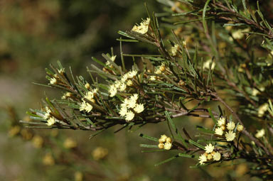 APII jpeg image of Phebalium squamulosum subsp. lineare  © contact APII