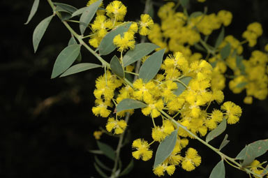 APII jpeg image of Acacia lunata  © contact APII