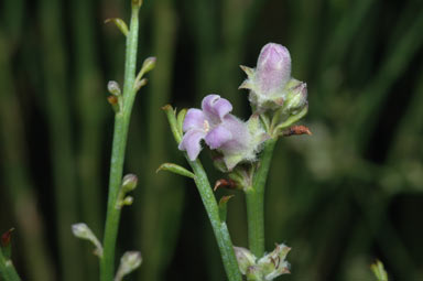 APII jpeg image of Eremophila dempsteri  © contact APII