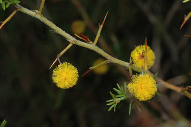 APII jpeg image of Acacia epacantha  © contact APII