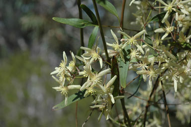 APII jpeg image of Clematis microphylla  © contact APII