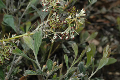 APII jpeg image of Grevillea acrobotrya  © contact APII