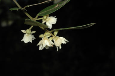 APII jpeg image of Atherosperma moschatum  © contact APII