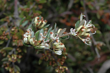 APII jpeg image of Grevillea australis  © contact APII