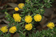 Acacia guinetii