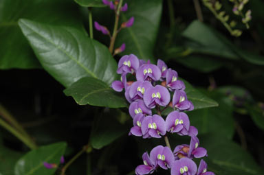 APII jpeg image of Hardenbergia comptoniana  © contact APII