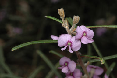 APII jpeg image of Hovea rosmarinifolia  © contact APII