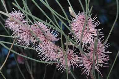 APII jpeg image of Hakea scoparia  © contact APII