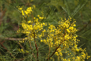 APII jpeg image of Acacia dangarensis  © contact APII