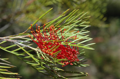 APII jpeg image of Grevillea hookeriana  © contact APII