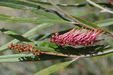 APII jpeg image of Grevillea aspleniifolia  © contact APII