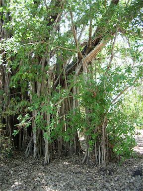 APII jpeg image of Ficus virens  © contact APII