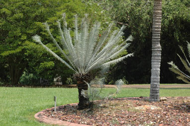 APII jpeg image of Cycas calcicola  © contact APII