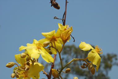 APII jpeg image of Cochlospermum fraseri  © contact APII