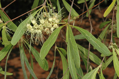 APII jpeg image of Terminalia grandiflora  © contact APII