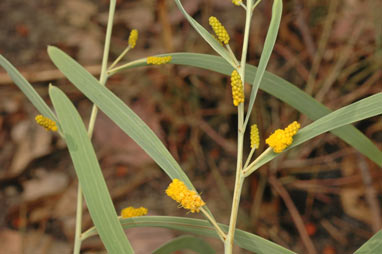 APII jpeg image of Acacia praetermissa  © contact APII