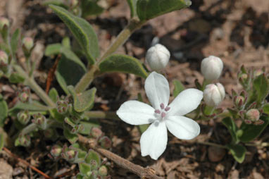 APII jpeg image of Clerodendrum tatei  © contact APII