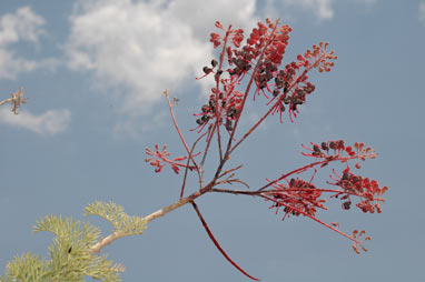 APII jpeg image of Grevillea benthamiana  © contact APII