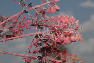 APII jpeg image of Grevillea benthamiana  © contact APII